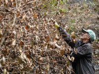 Tanda Kiamat Terlihat Jelas di Kopi Brasil, RI Tinggal Tunggu Waktu?