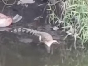 Viral Buaya Muncul di Sungai Dekat Kampus UINSA Surabaya