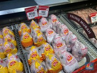 Ayam Broiler Murah Banget di Transmart Full Day Sale