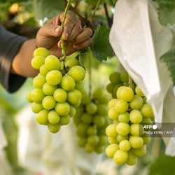 Mantap! Anggur Muscat di Transmart Diskon Gede-gedean