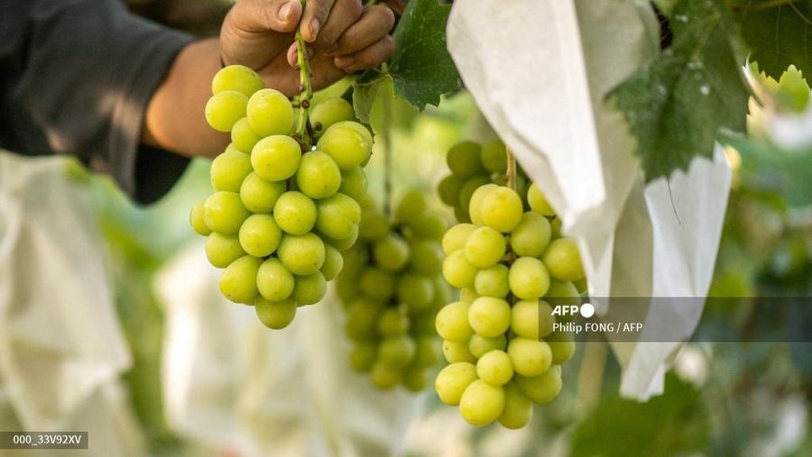 This picture taken on September 14, 2023 shows Shine Muscat grapes growing on Yuki Nakamura's farm in Tomi city, Nagano Prefecture. The variety of juicy, pricey grape that Yuki Nakamura is harvesting as the sun rises over his farm took scientists 33 years to develop, only to be 