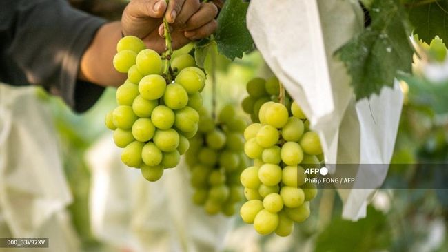 Heboh Anggur Shine Muscat Beracun, Ini Kata BPOM RI