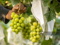 Mantap! Anggur Muscat di Transmart Diskon Gede-gedean