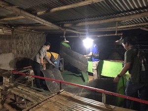 Sarang Sabung Ayam di Sidayu Gresik Digerebek