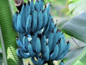 Fakta Blue Java Banana hingga Kuliner Enak di Melati Mas