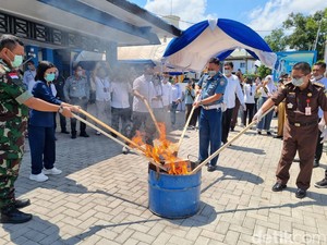 BNN Musnahkan Ganja Hasil Tangkapan Terbesar dalam Sejarah di NTT