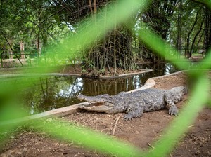 Arti Mimpi Melihat Buaya dan Pendapat Para Ulama