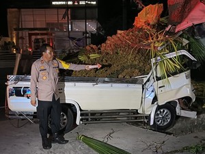 Pikap Bawa Janur Tabrak Pohon di Jalan Denpasar-Gilimanuk, Sopir Tewas Terjepit