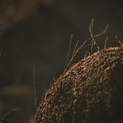 Curhat Pengusaha Kelapa, Kopra RI Ditawar Murah-Kalah dari Negara Ini