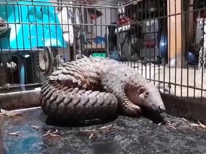Heboh Trenggiling Nyasar ke Permukiman Warga di Sukabumi