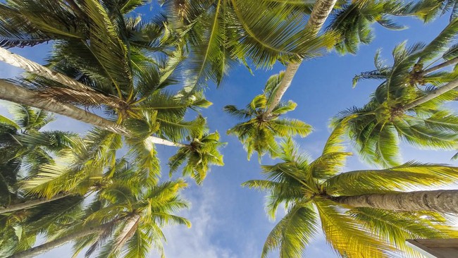 Presiden RI Ini Kepincut Pengusaha Daerah, Proyeknya Dilabeli "Gila"