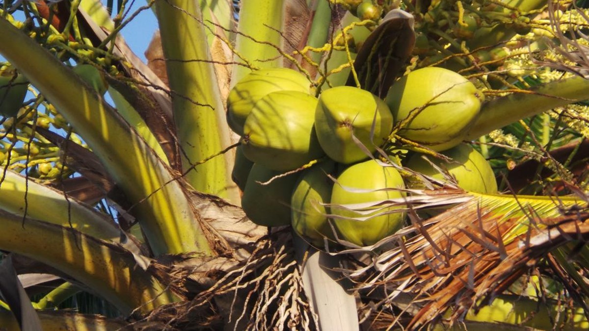 Zulhas: Jangan Anggap Remeh Kelapa, Pesan Penting untuk Para Kepala Desa!