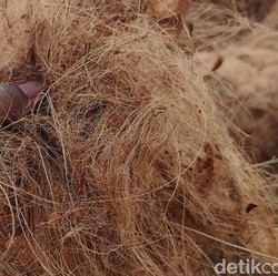 Miris! Ekspor Sabut Kelapa RI Kalah 100 Kali Lipat dari India