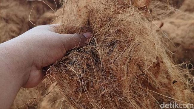 Miris! Ekspor Sabut Kelapa RI Kalah 100 Kali Lipat dari India