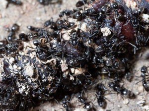 Semut Bukan Sembarang Semut, Tapinoma Magnum Bikin Warga Kabur dan Jual Rumah