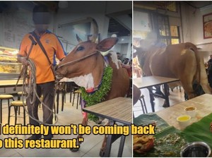 Makan Siang di Restoran, Pelanggan Kaget Lihat 2 Ekor Sapi Masuk
