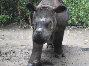 Taman Nasional Bukit Barisan Kaya Flora dan Fauna, tapi Badak-Harimau Dalam Bahaya
