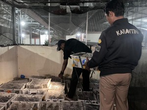 Balai Karantina Lampung Gagalkan Penyelundupan 1.028 Burung Ilegal