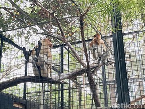 Bekantan, Maskot Ancol, Ada di Faunaland