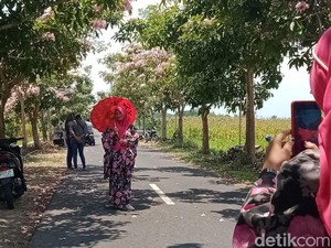 Tabebuya Mekar, Jalan Desa Soropaten Klaten Jadi Objek Wisata Selfie Dadakan