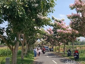 Cantiknya Bunga Tabebuya Bermekaran, Jalanan Desa di Klaten Jadi Wisata Dadakan