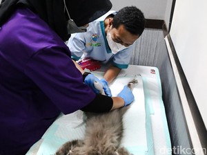 Kasus Hewan Gigit Manusia Terakhir Terjadi Tahun 1996 di Cimahi