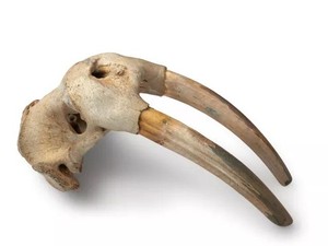 Tes DNA Ungkap Orang Norse Sudah Tiba di Amerika Sebelum Colombus, Untuk Apa?