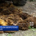 Video: Pemberlakuan EUDR Berpotensi Ditunda Setahun