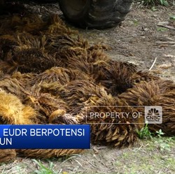 Video: Pemberlakuan EUDR Berpotensi Ditunda Setahun