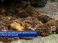 Video: Pemberlakuan EUDR Berpotensi Ditunda Setahun