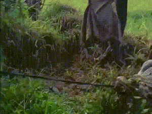 Jabar Hari Ini: Lepasnya Kawanan Buaya di Cianjur