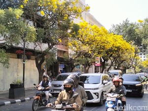 Si Kuning Tabebuya yang Lengkapi Keindahan Jalan Braga