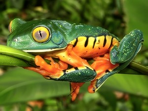 7 Fakta Katak Splendid, Si Cantik Bertubuh Unik