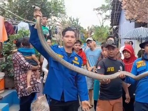 2 Warga Banjar Selamat dari Teror Serangan King Kobra