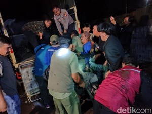 5 Buaya Kabur di Cianjur Dipindahkan ke Cikananga Sukabumi