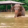 Video: Banjir Bandang di Thailand, Ratusan Gajah Dievakuasi
