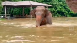 Video: Banjir Bandang di Thailand, Ratusan Gajah Dievakuasi