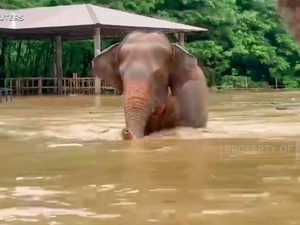 Video: Banjir Bandang di Thailand, Ratusan Gajah Dievakuasi
