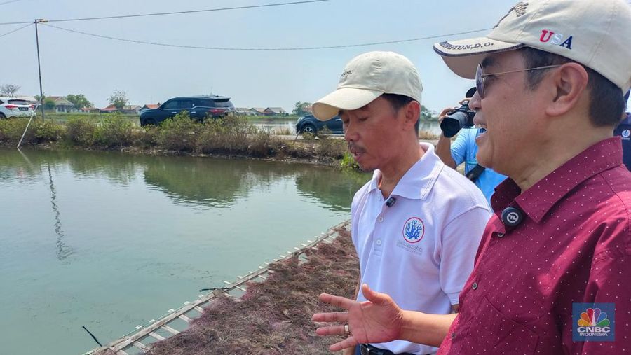 Direktur Jenderal PDSPKP KKP Budi Sulistyo bersama Ketua Koperasi Produsen Mina Agar Makmur, Usup Supriyatna saat mengecek tambak rumput laut jenis gracilaria di Karawang, Jawa Barat. (CNBC Indonesia/Martyasari Rizky)