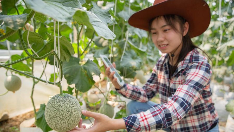 Generasi Z China memegang sebuah melon di perkebunan. (Dok. Freepik)