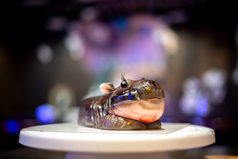 Kue Moo Deng (kue berbentuk kuda nil kerdil yang baru-baru ini menjadi sensasi internet viral) dipajang di Vetmon Cafe (Magic Cafe) di Bangkok, Thailand, 25 September 2024. (REUTERS/Athit Perawongmetha)