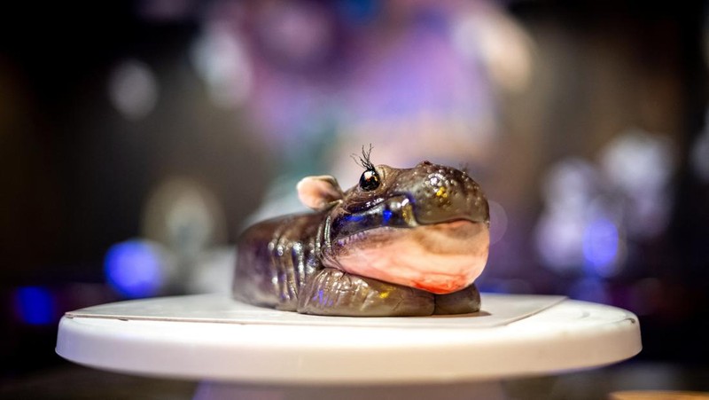 Kue Moo Deng (kue berbentuk kuda nil kerdil yang baru-baru ini menjadi sensasi internet viral) dipajang di Vetmon Cafe (Magic Cafe) di Bangkok, Thailand, 25 September 2024. (REUTERS/Athit Perawongmetha)