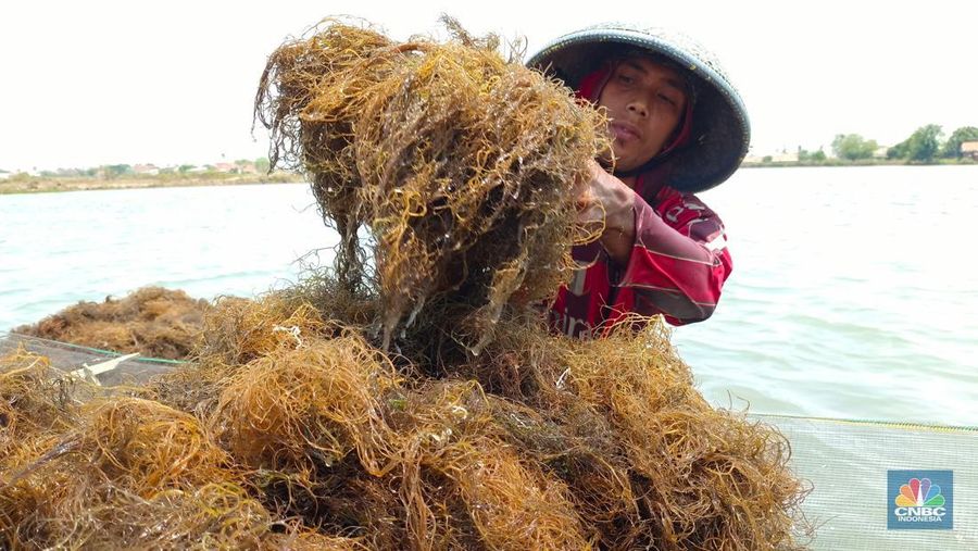 Pekerja tambak yang sedang mengangkut hasil panen rumput laut, untuk kemudian dikeringkan dengan cara dijemur. (CNBC Indonesia/Martyasari Rizky)