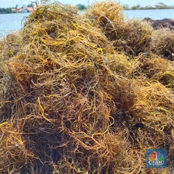 KKP Janji Bantu Izin Edar Produk Hasil Hilirisasi Rumput Laut
