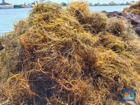 KKP Janji Bantu Izin Edar Produk Hasil Hilirisasi Rumput Laut