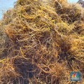 Hilirisasi Rumput Laut Bisa Beri Kabar Baik Bagi Petani Padi RI