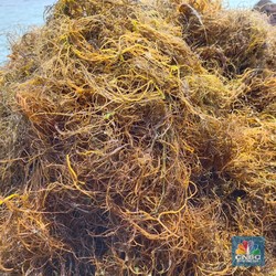 Hilirisasi Rumput Laut Bisa Beri Kabar Baik Bagi Petani Padi RI