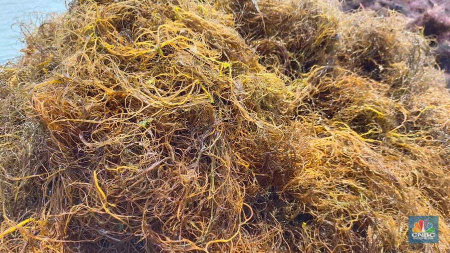Pekerja tambak yang sedang mengangkut hasil panen rumput laut, untuk kemudian dikeringkan dengan cara dijemur. (CNBC Indonesia/Martyasari Rizky)