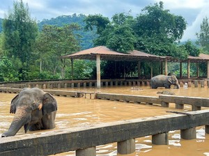 2 Gajah Chiang Mai Mati Saat Banjir, Taman Nasional Dihujat