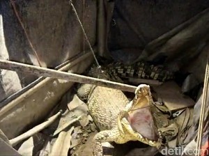 Damkar Brebes Evakuasi Buaya 2 Meter dari Gudang Kosong